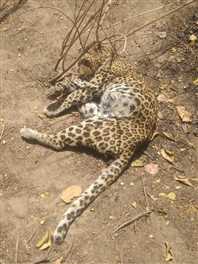 Umaria News : जंगली हाथियों ने महिला को कुचला, भूख से तेंदुआ मरा